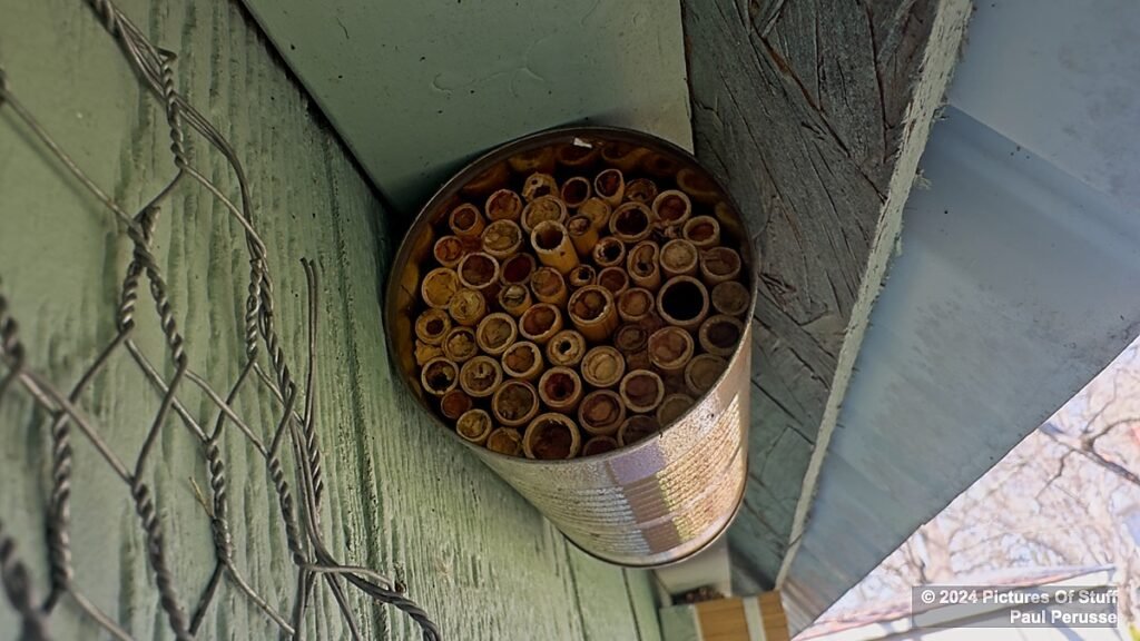 Leafcutter Bees nest